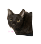 猫であいさつ（個別スタンプ：1）