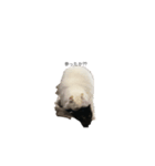 猫であいさつ（個別スタンプ：4）