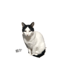 猫であいさつ（個別スタンプ：5）