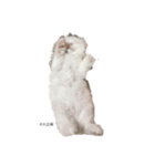 猫であいさつ（個別スタンプ：6）