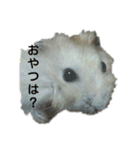 イェロージャンガリアンこたろう（個別スタンプ：3）