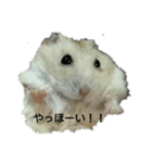 イェロージャンガリアンこたろう（個別スタンプ：8）