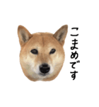 柴犬こまめのスタンプ（個別スタンプ：1）