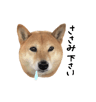 柴犬こまめのスタンプ（個別スタンプ：2）