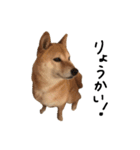 柴犬こまめのスタンプ（個別スタンプ：3）