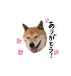 柴犬こまめのスタンプ（個別スタンプ：4）