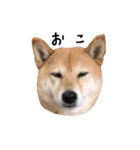 柴犬こまめのスタンプ（個別スタンプ：5）