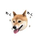 柴犬こまめのスタンプ（個別スタンプ：6）