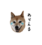 柴犬こまめのスタンプ（個別スタンプ：7）