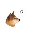 柴犬こまめのスタンプ（個別スタンプ：8）