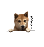 柴犬こまめのスタンプ（個別スタンプ：9）