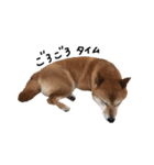 柴犬こまめのスタンプ（個別スタンプ：11）