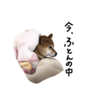 柴犬こまめのスタンプ（個別スタンプ：12）