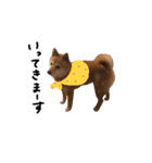 柴犬こまめのスタンプ（個別スタンプ：13）