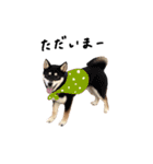 柴犬こまめのスタンプ（個別スタンプ：14）
