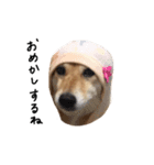 柴犬こまめのスタンプ（個別スタンプ：15）