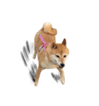柴犬こまめのスタンプ（個別スタンプ：16）