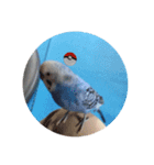 インコのぴーちゃんのすたんぷ（個別スタンプ：3）