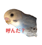 インコのぴーちゃんのすたんぷ（個別スタンプ：5）