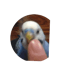 インコのぴーちゃんのすたんぷ（個別スタンプ：7）