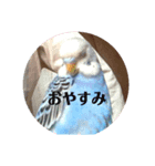 インコのぴーちゃんのすたんぷ（個別スタンプ：8）