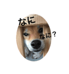 みあしばちゃん-1（個別スタンプ：4）