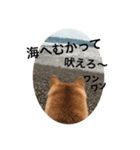みあしばちゃん-1（個別スタンプ：8）