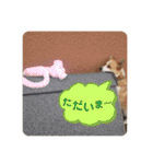 ジル(コーギー)でございます。-1-（個別スタンプ：16）