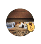 ジル(コーギー)でございます。-1-（個別スタンプ：18）