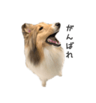 もふもふシェルティ❤『チェリーちゃん』（個別スタンプ：3）