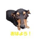 ボステリのハナとお友達（個別スタンプ：2）