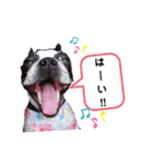 ボステリのハナとお友達（個別スタンプ：4）