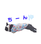 ボステリのハナとお友達（個別スタンプ：12）