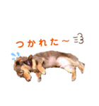 ボステリのハナとお友達（個別スタンプ：14）
