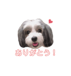 チャイクレパフのルルちゃん（個別スタンプ：1）