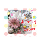 普段使い..かわいい文鳥スタンプ（個別スタンプ：1）