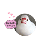 普段使い..かわいい文鳥スタンプ（個別スタンプ：3）