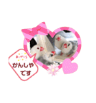 普段使い..かわいい文鳥スタンプ（個別スタンプ：4）