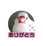 普段使い..かわいい文鳥スタンプ（個別スタンプ：5）