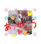 普段使い..かわいい文鳥スタンプ（個別スタンプ：6）