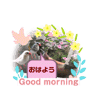 普段使い..かわいい文鳥スタンプ（個別スタンプ：7）