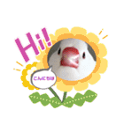普段使い..かわいい文鳥スタンプ（個別スタンプ：8）