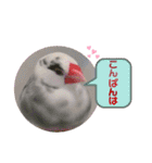普段使い..かわいい文鳥スタンプ（個別スタンプ：9）