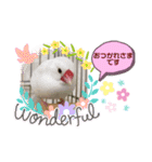 普段使い..かわいい文鳥スタンプ（個別スタンプ：10）