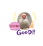 普段使い..かわいい文鳥スタンプ（個別スタンプ：12）