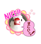 普段使い..かわいい文鳥スタンプ（個別スタンプ：13）