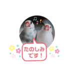 普段使い..かわいい文鳥スタンプ（個別スタンプ：15）