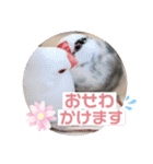 普段使い..かわいい文鳥スタンプ（個別スタンプ：17）