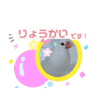 普段使い..かわいい文鳥スタンプ（個別スタンプ：20）