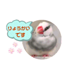 普段使い..かわいい文鳥スタンプ（個別スタンプ：21）